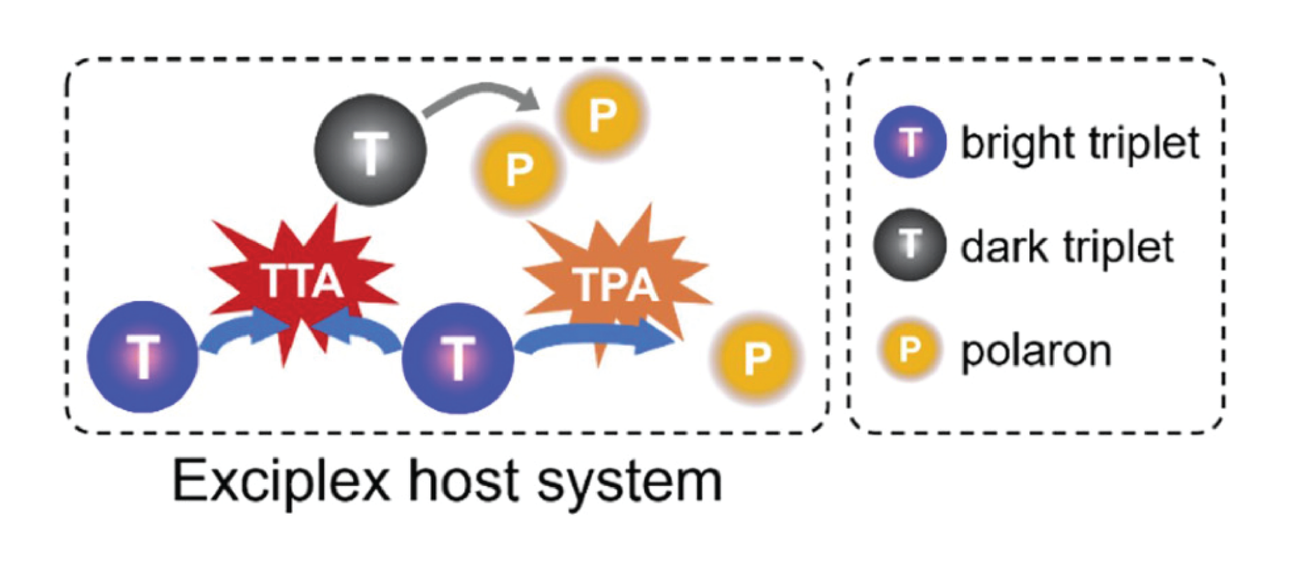 Schematic of an exciton host system showing T-to-P energy transfer forming bright triplet and polaron.