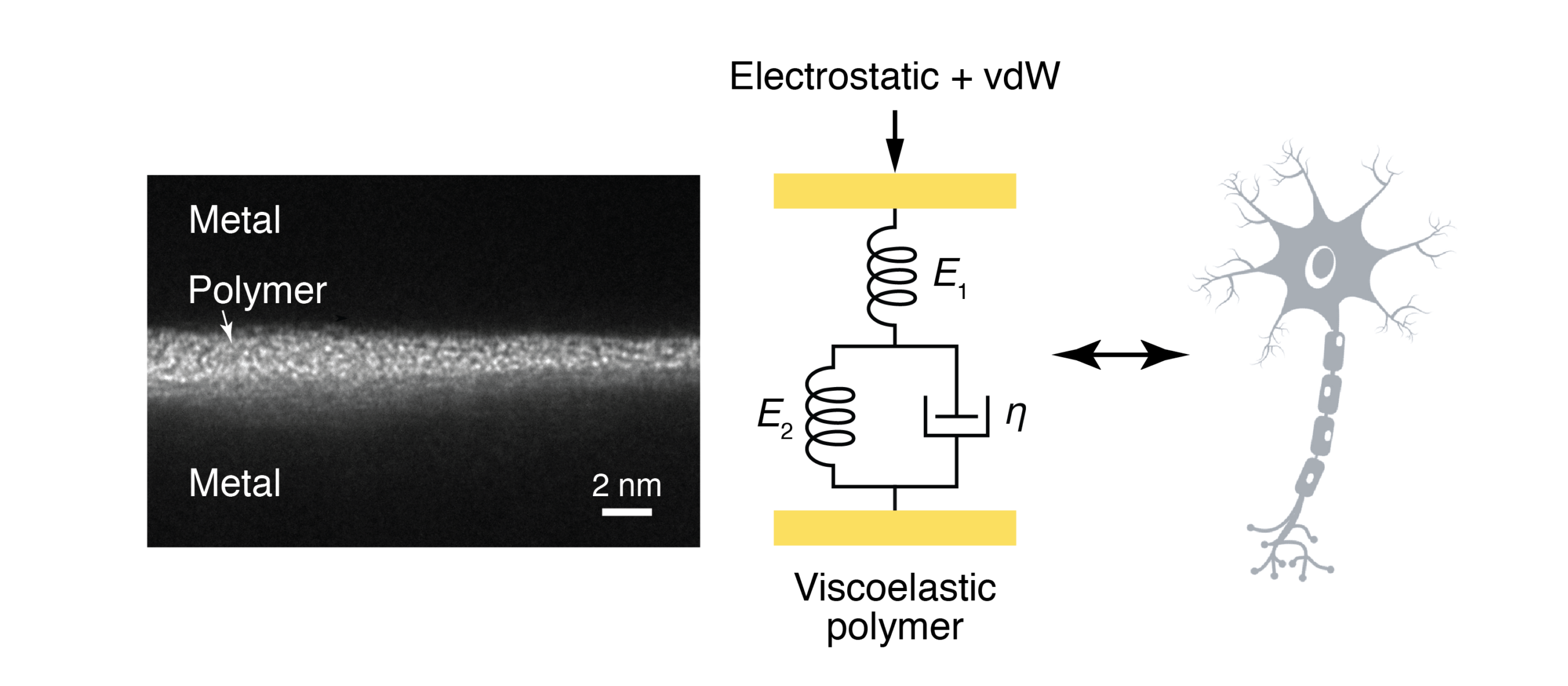 TEM cross-section showing metal–polymer-metal stack with a distinct polymer layer at the interface (2 nm scale). Touch of interface labels present: Metal and Polymer.